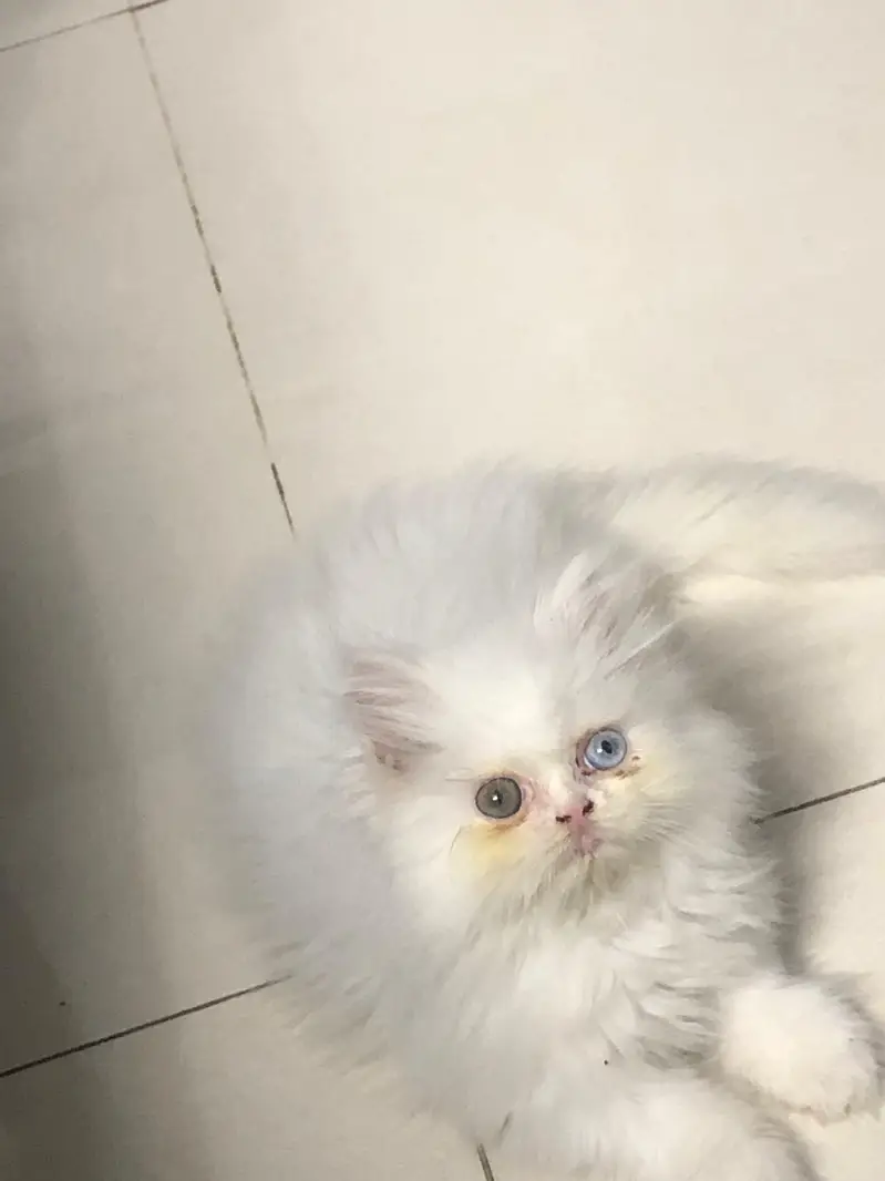 high quality odd eyes male kitten — photo 2