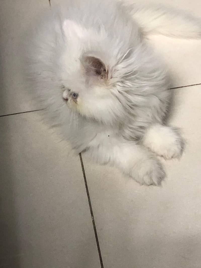high quality odd eyes male kitten - Cats - 1120801483