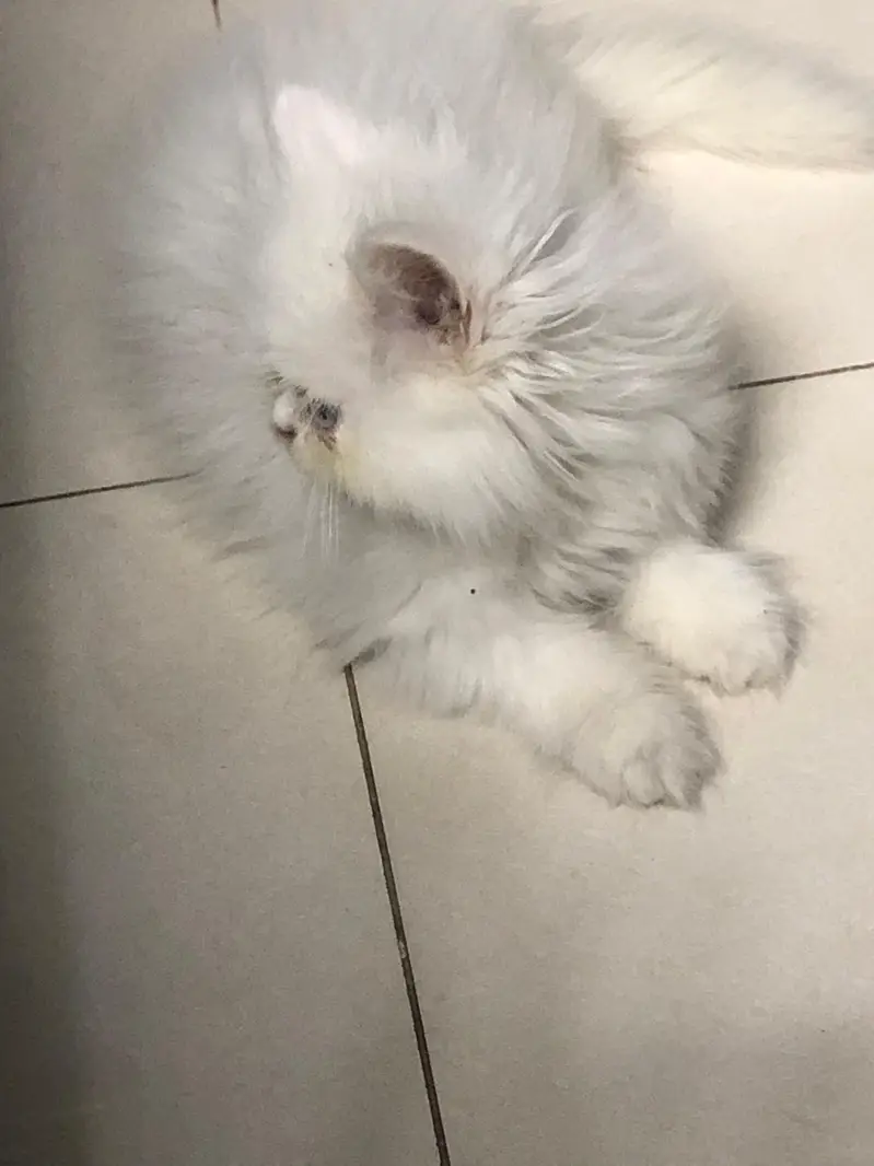 high quality odd eyes male kitten — photo 3