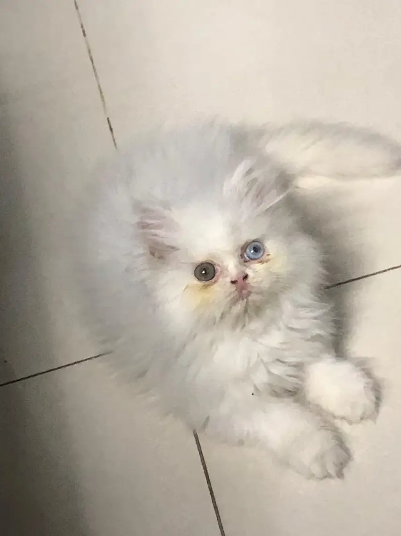 high quality odd eyes male kitten — photo 5