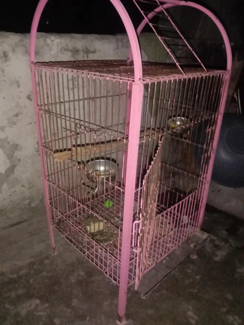 aoa hand tame parrot ka liya buhat acha ha — photo 2