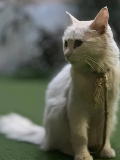 Persian Cat (breeder)