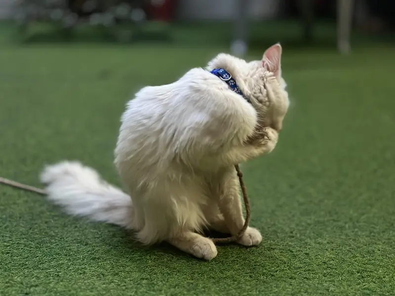 Persian Cat (breeder) — photo 2