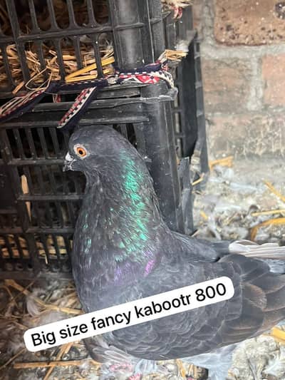 1500 ka pair sherazi full active