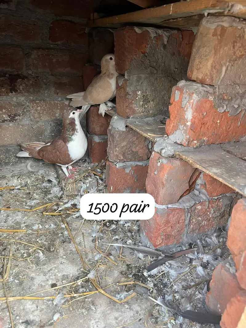 1500 ka pair sherazi full active — photo 2
