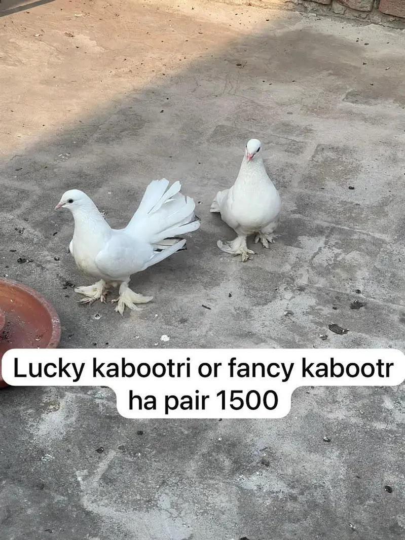 1500 ka pair sherazi full active — photo 3