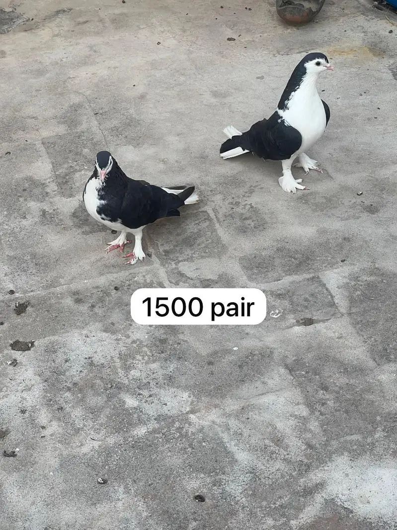 1500 ka pair sherazi full active — photo 4