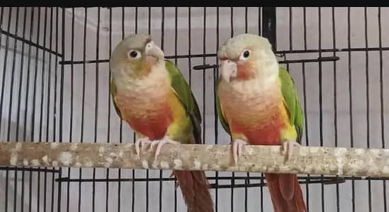 Pineapple conure Breeder pair with Dna