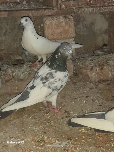 FEMALE AND MALES