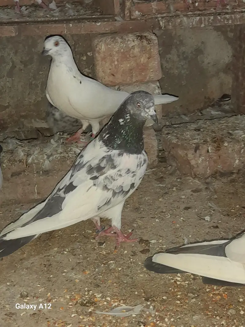 FEMALE AND MALES