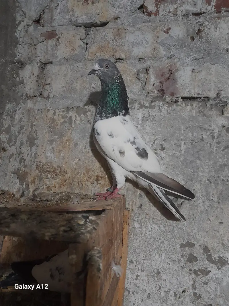 FEMALE AND MALES — photo 3