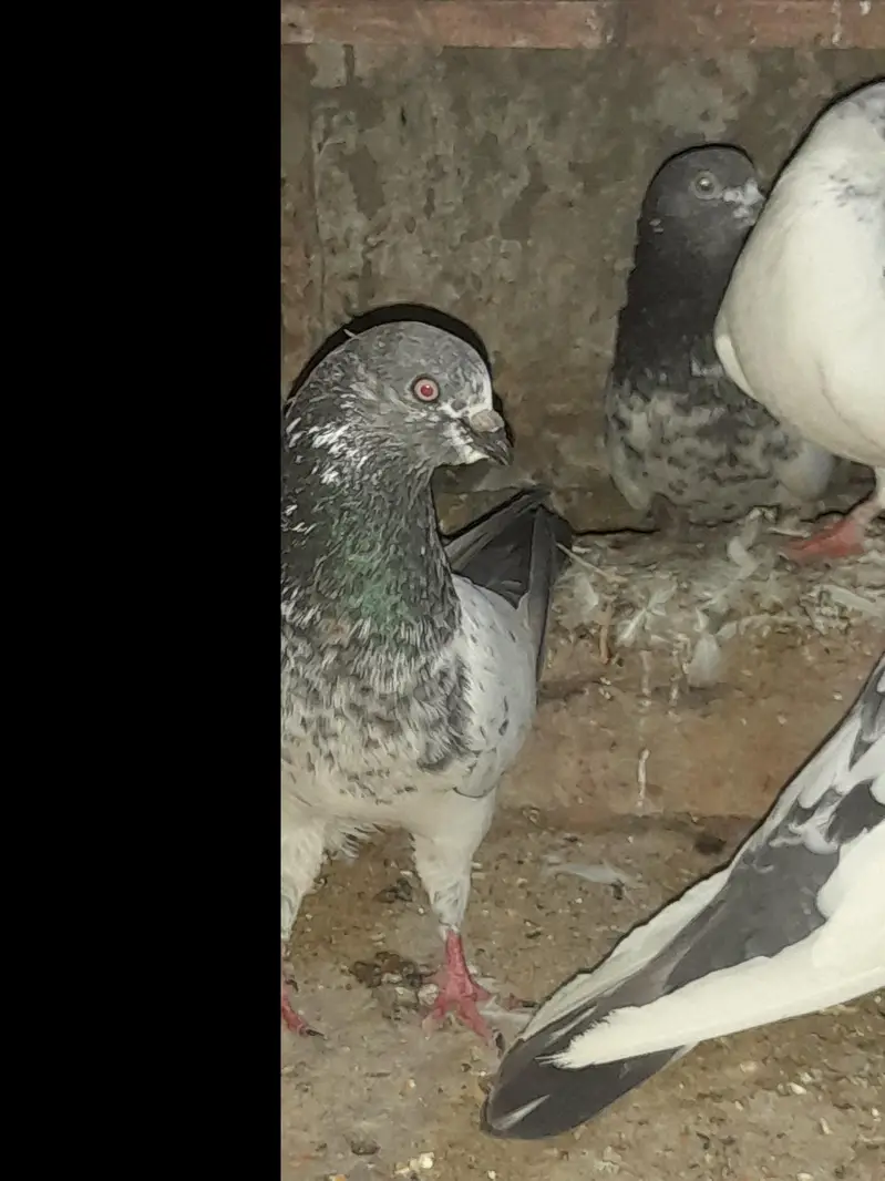FEMALE AND MALES — photo 4
