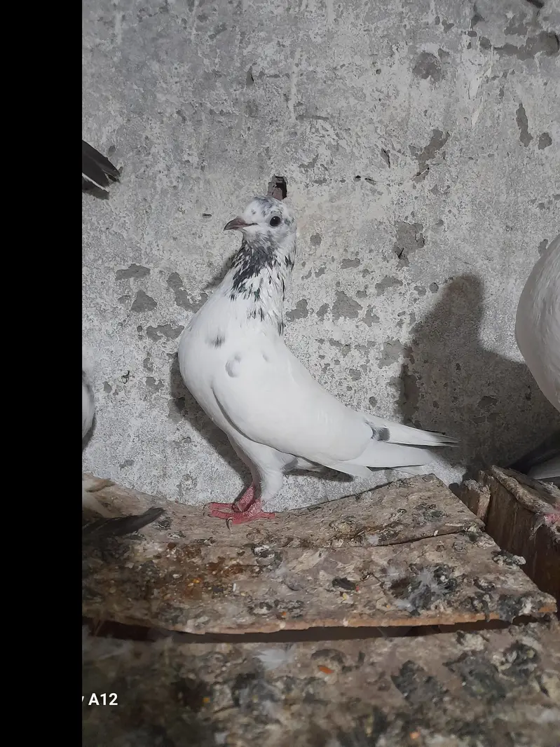 FEMALE AND MALES — photo 6