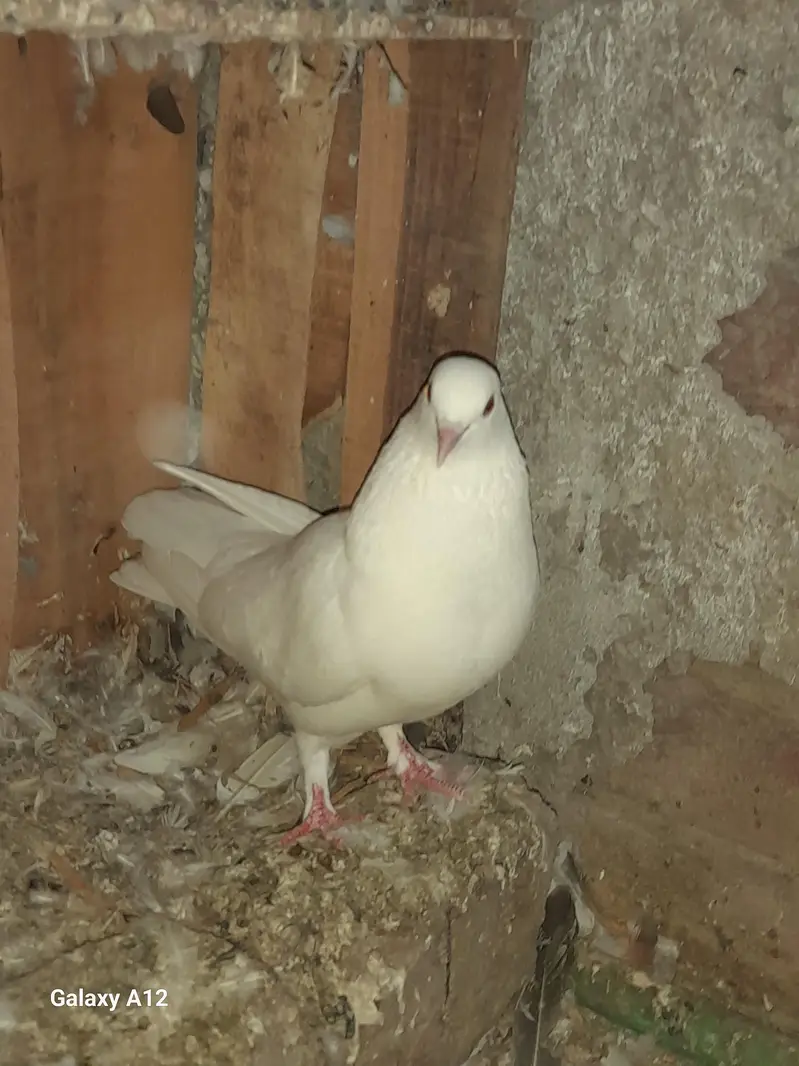 FEMALE AND MALES — photo 7