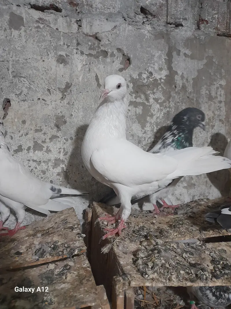 FEMALE AND MALES — photo 8
