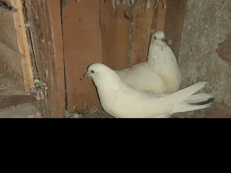 FEMALE AND MALES — photo 9