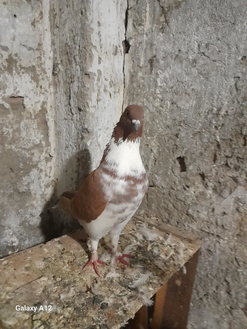 FEMALE AND MALES — photo 10