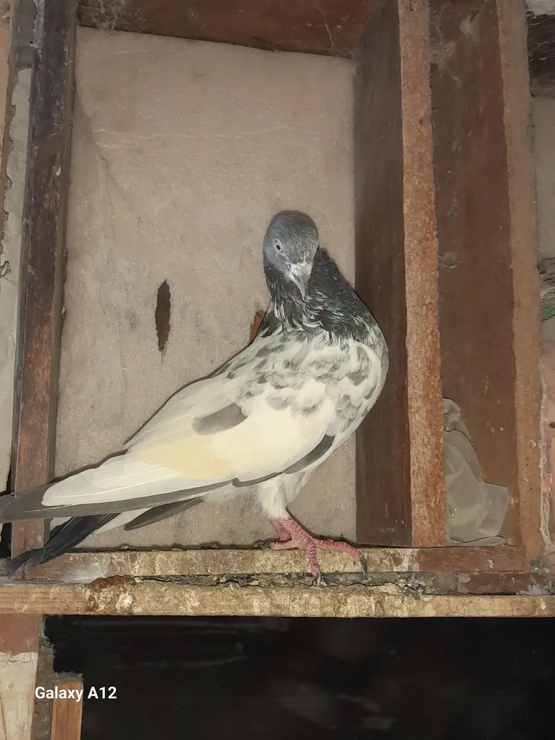 FEMALE AND MALES — photo 11