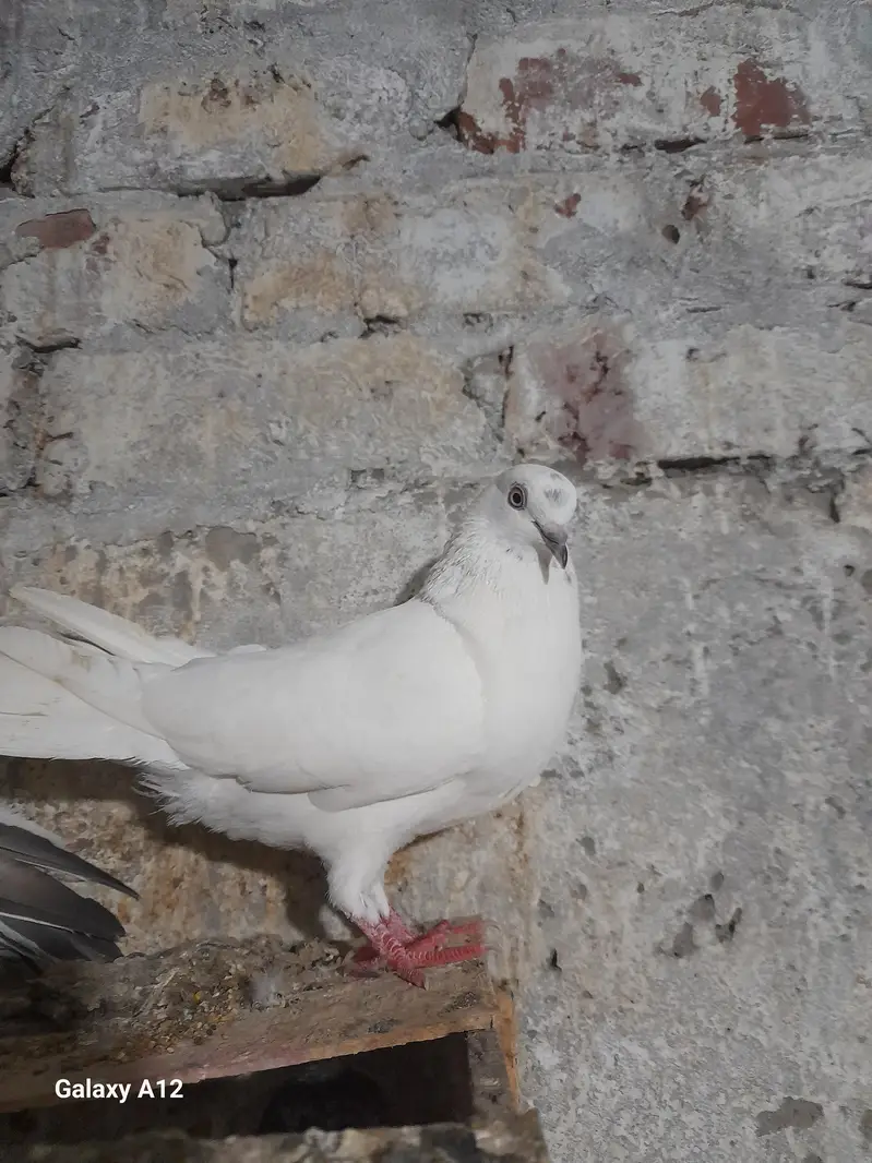 FEMALE AND MALES — photo 12