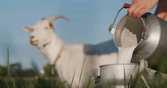 goat milk 100% pure available
