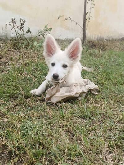 Russian male puppy