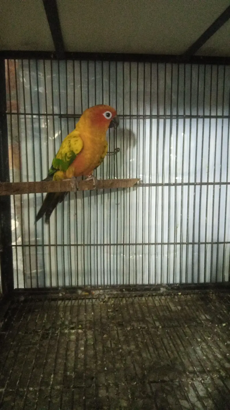 sun conure adult male for sale — photo 5
