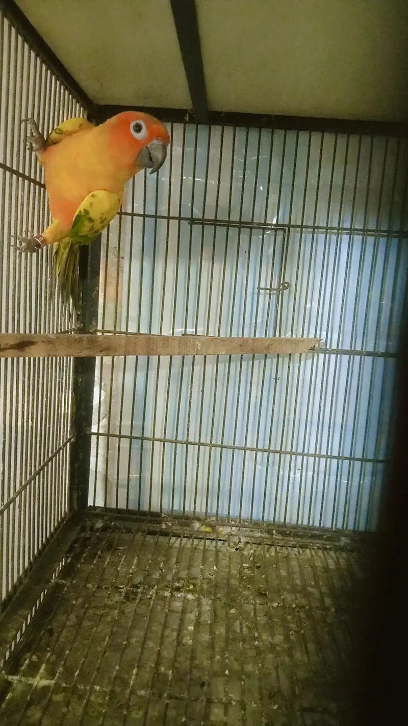sun conure adult male for sale — photo 6