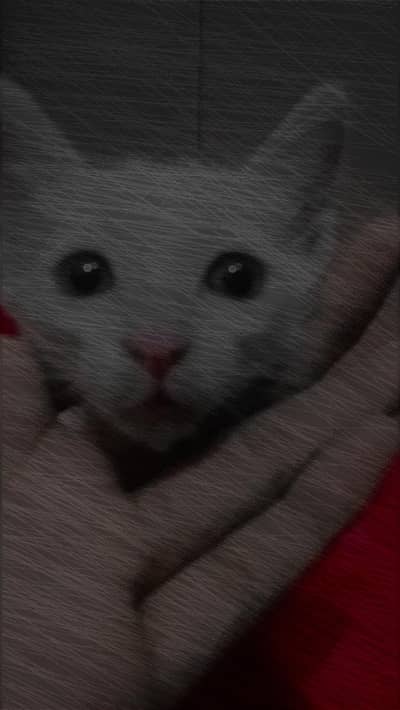 sale cat