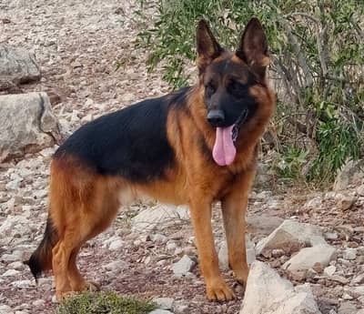 German Shepherd Male