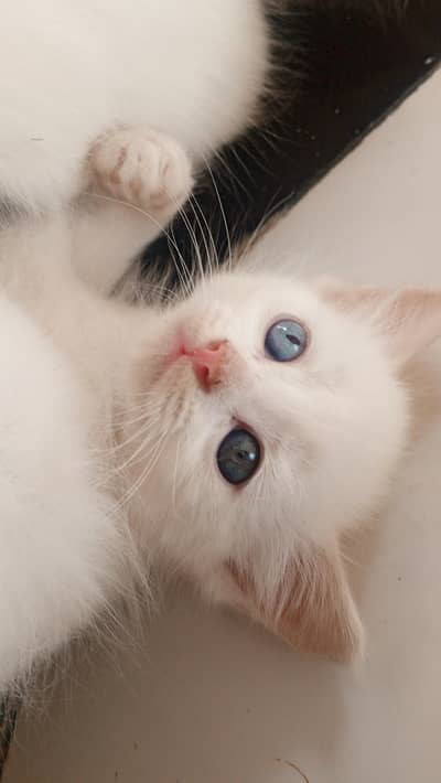 persian kittens for sale