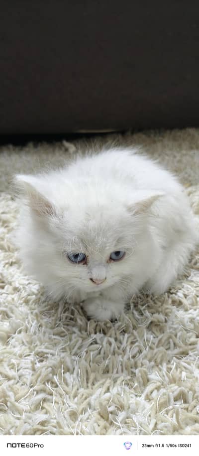 Blue eyes home trained cat