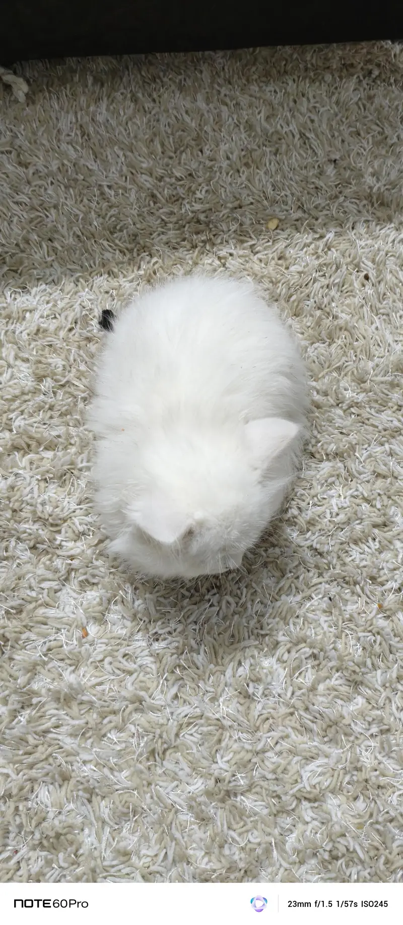 Blue eyes home trained cat — photo 3