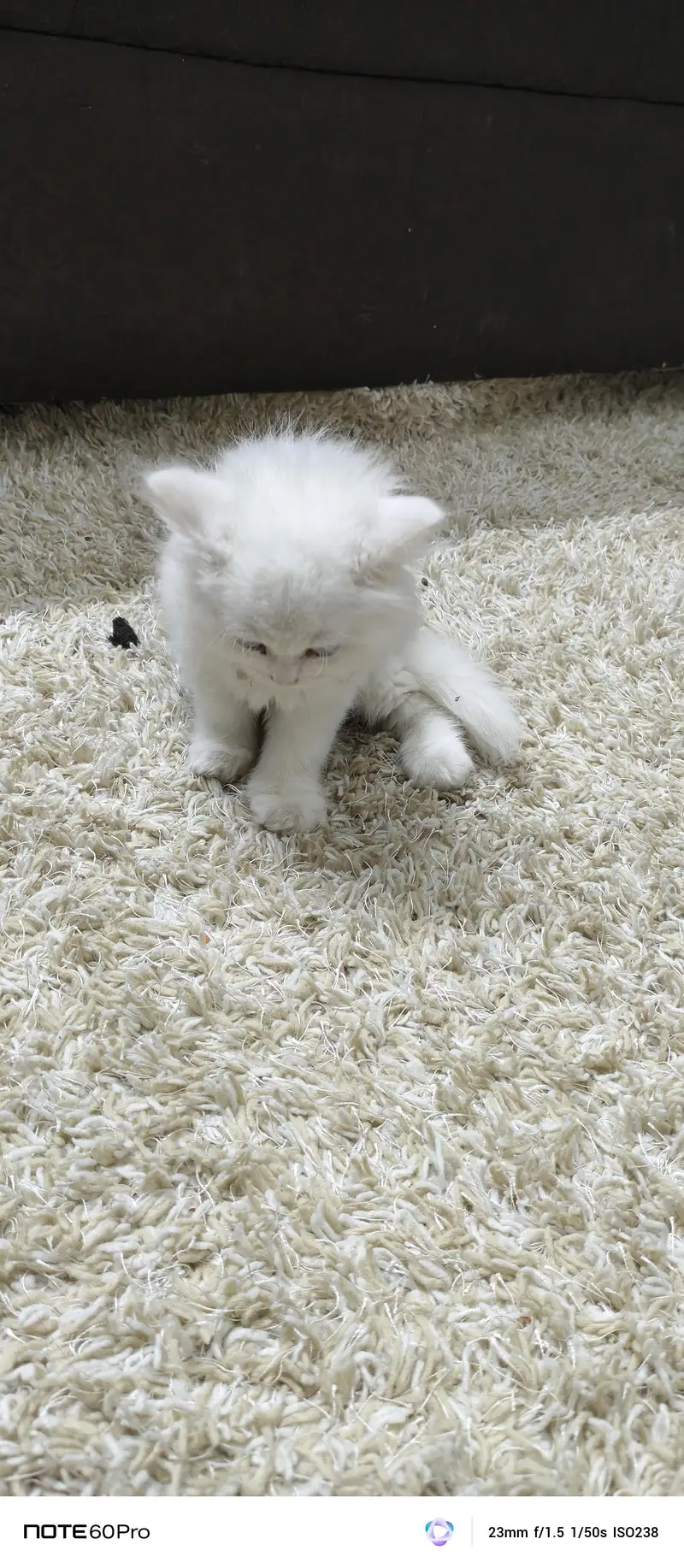 Blue eyes home trained cat — photo 4