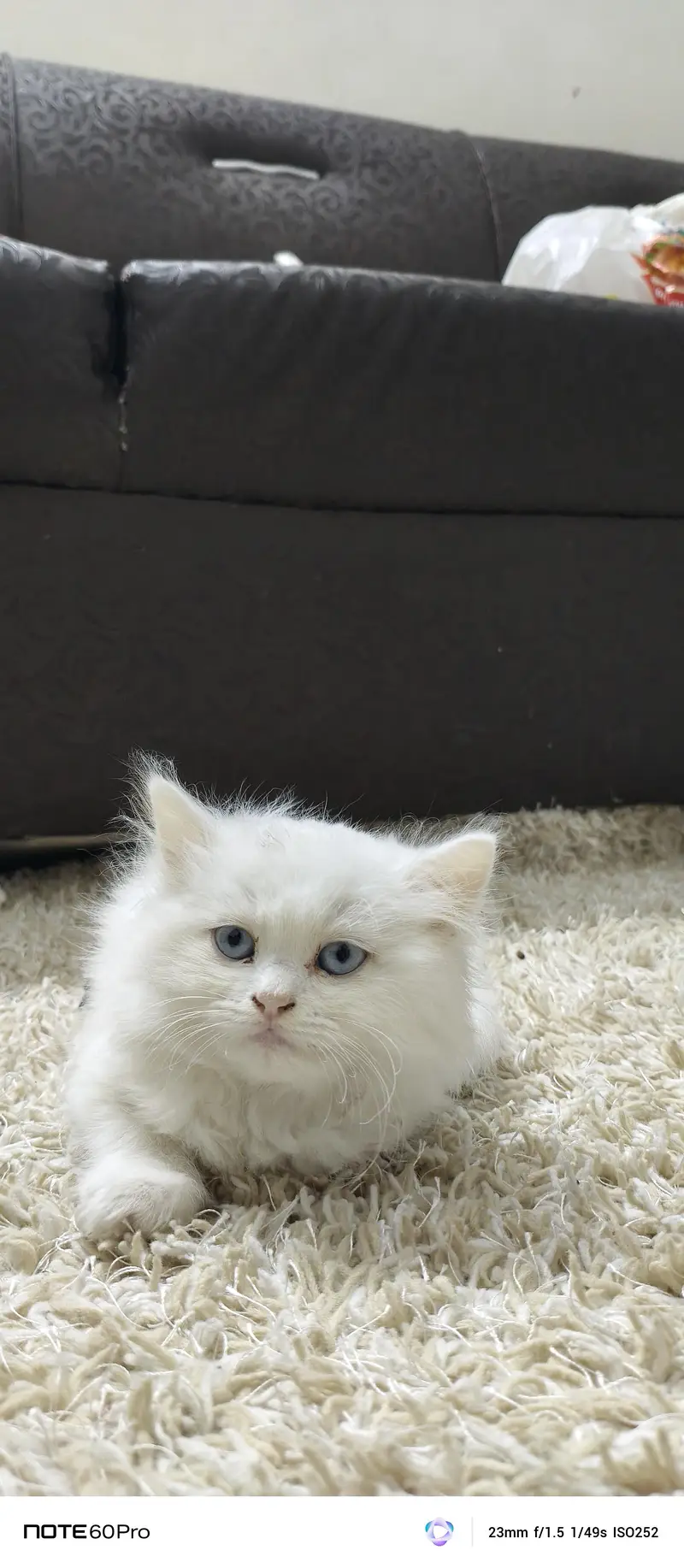 Blue eyes home trained cat — photo 5