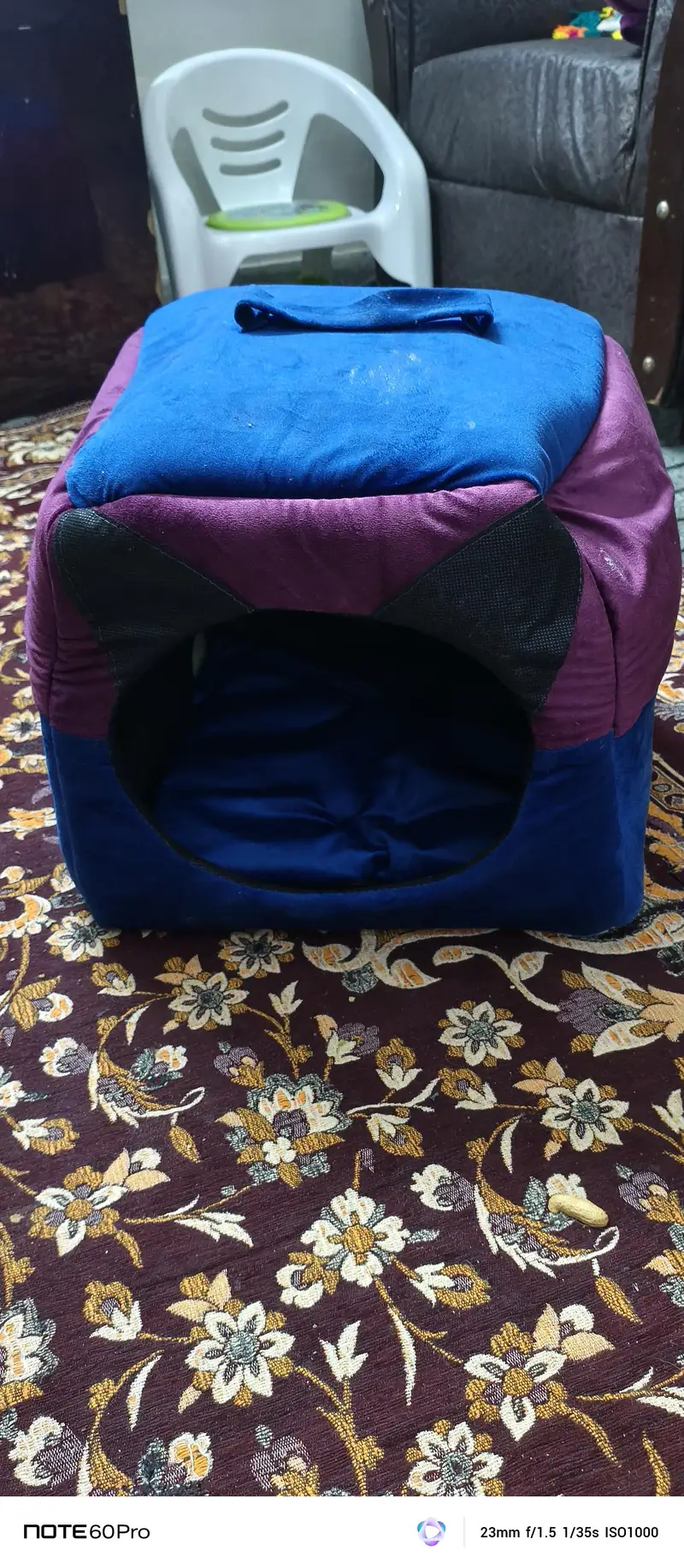 Blue eyes home trained cat — photo 6