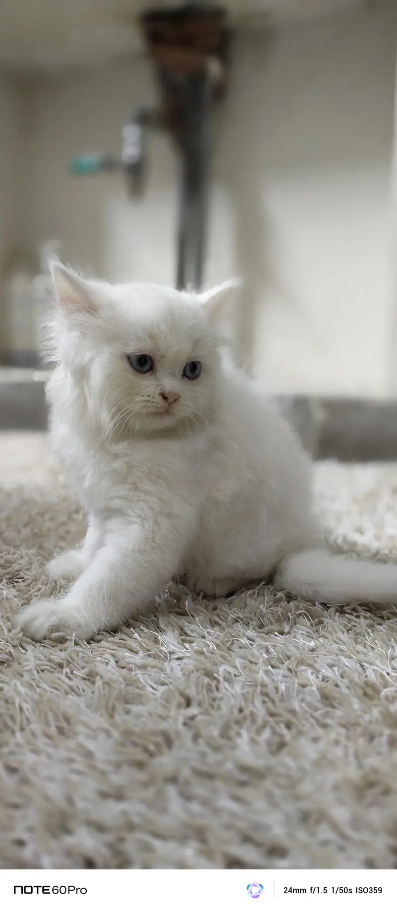 Blue eyes home trained cat — photo 10