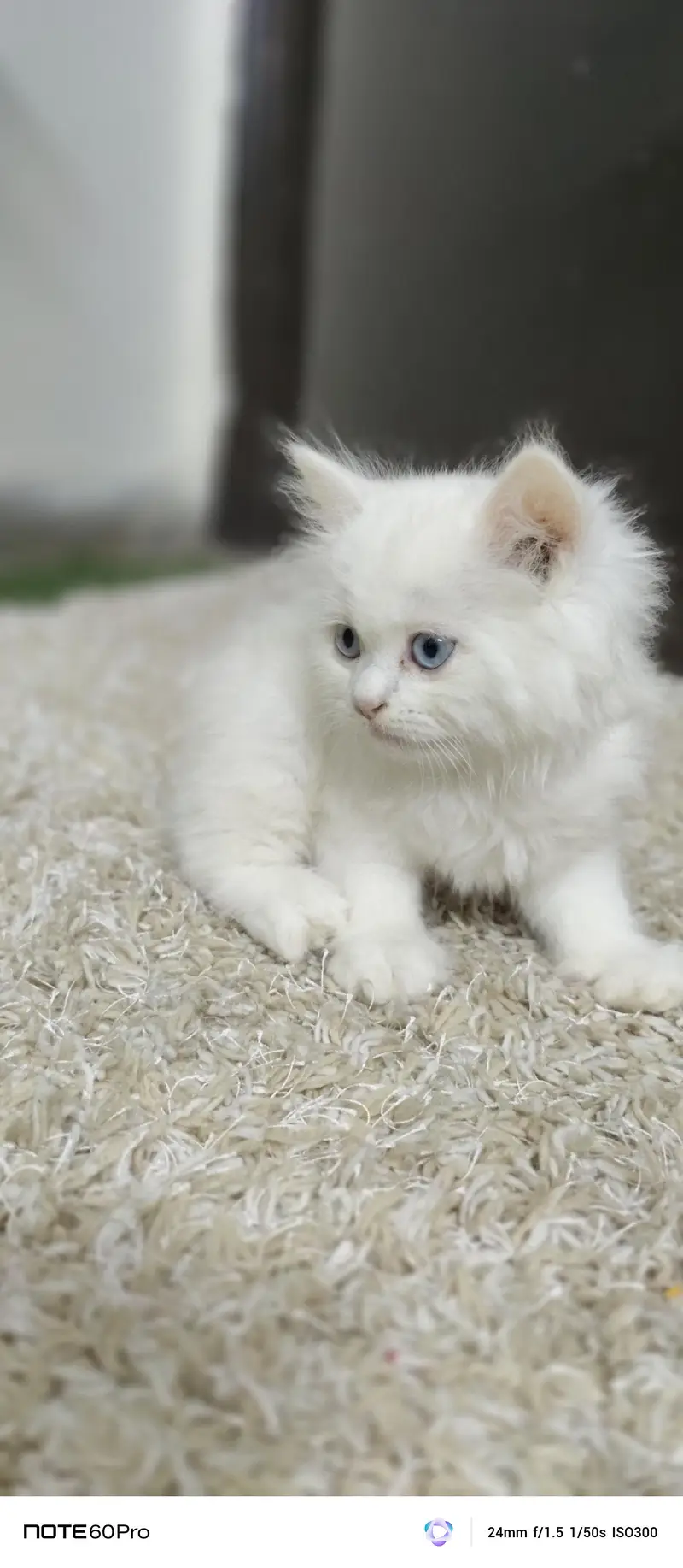 Blue eyes home trained cat — photo 11