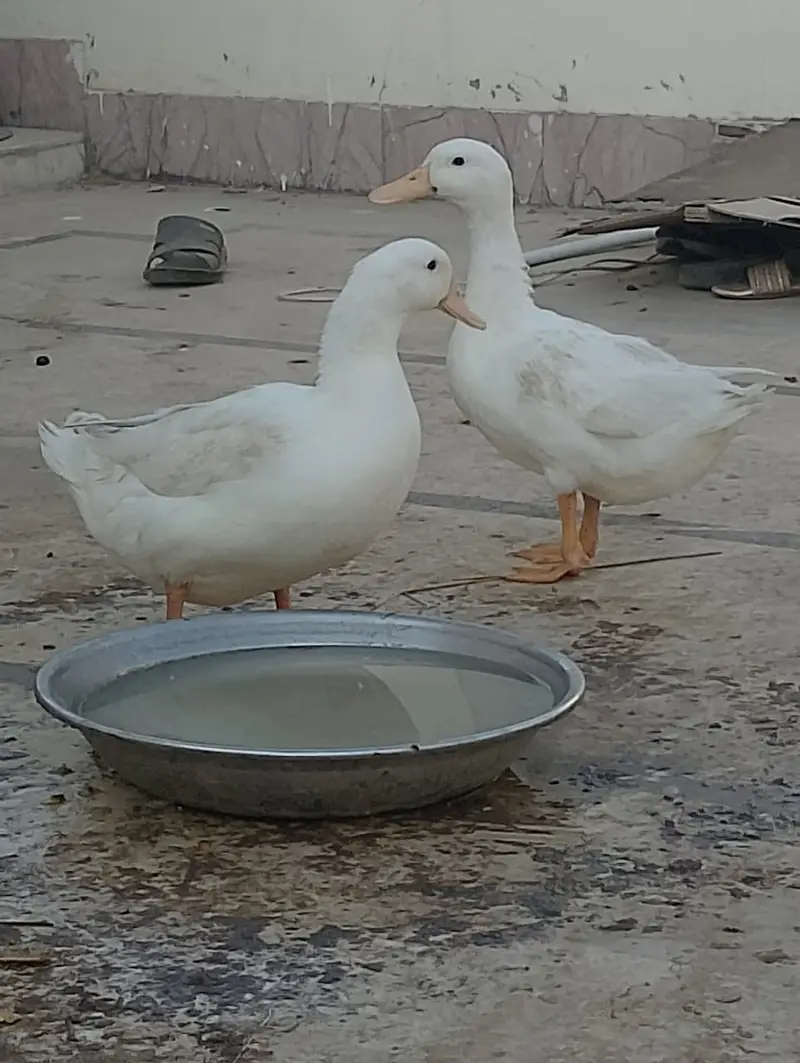 Pair of Beautiful White Ducks for Sale in Karachi