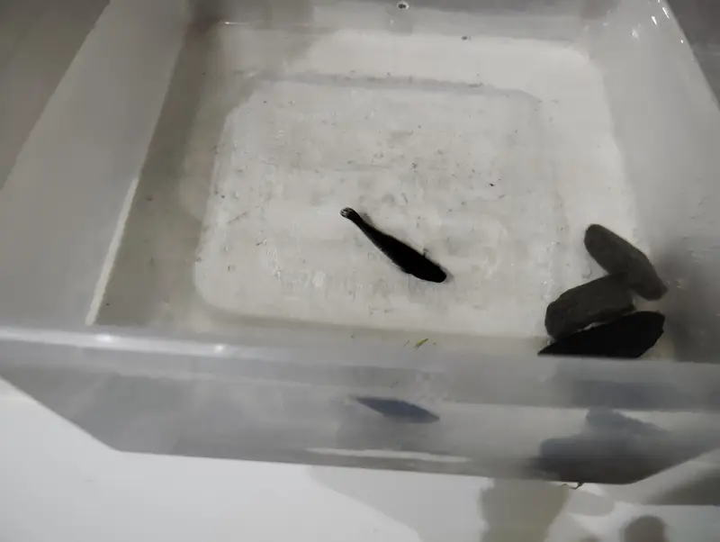 healthy and active Molly fish in Sialkot — photo 2