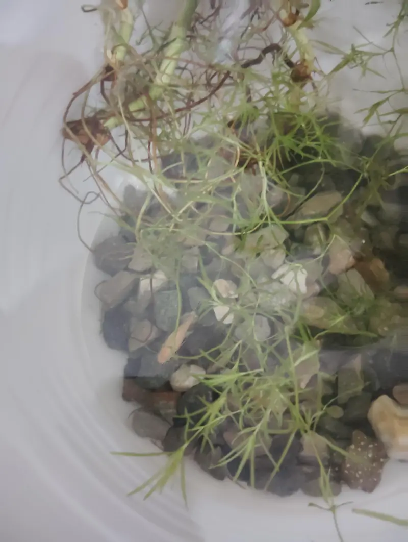 healthy and active Molly fish in Sialkot — photo 4