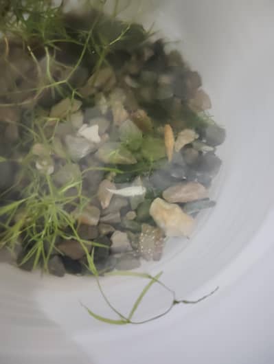healthy and active Molly fish in Sialkot