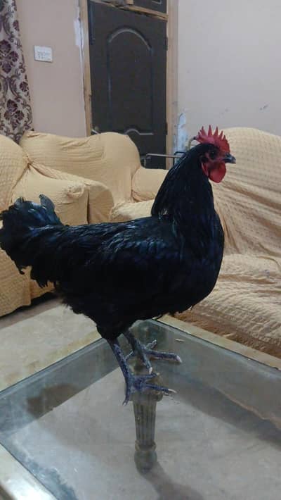 Australorp 1 year male 03007265901