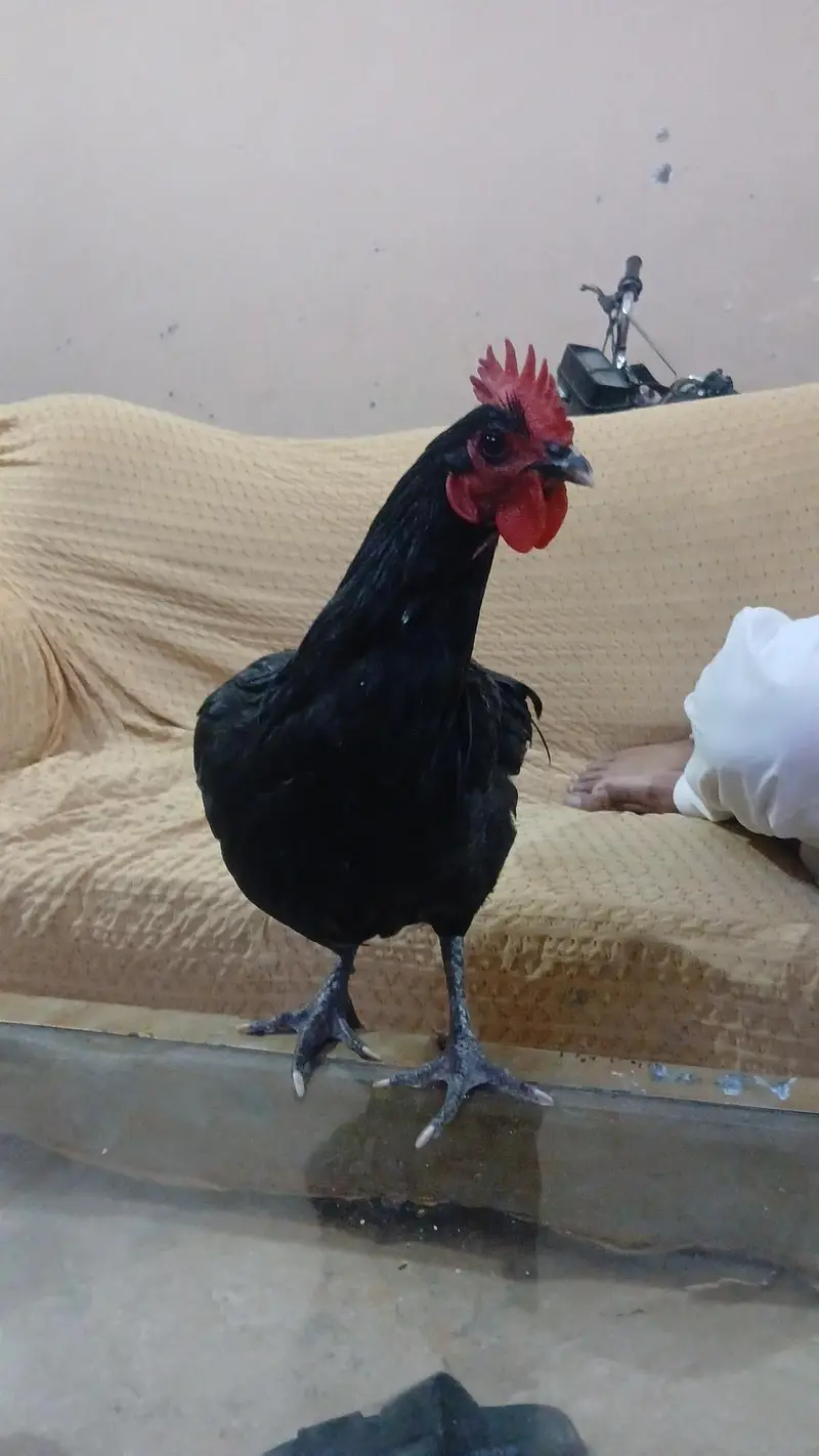Australorp 1 year male 03007265901 — photo 2