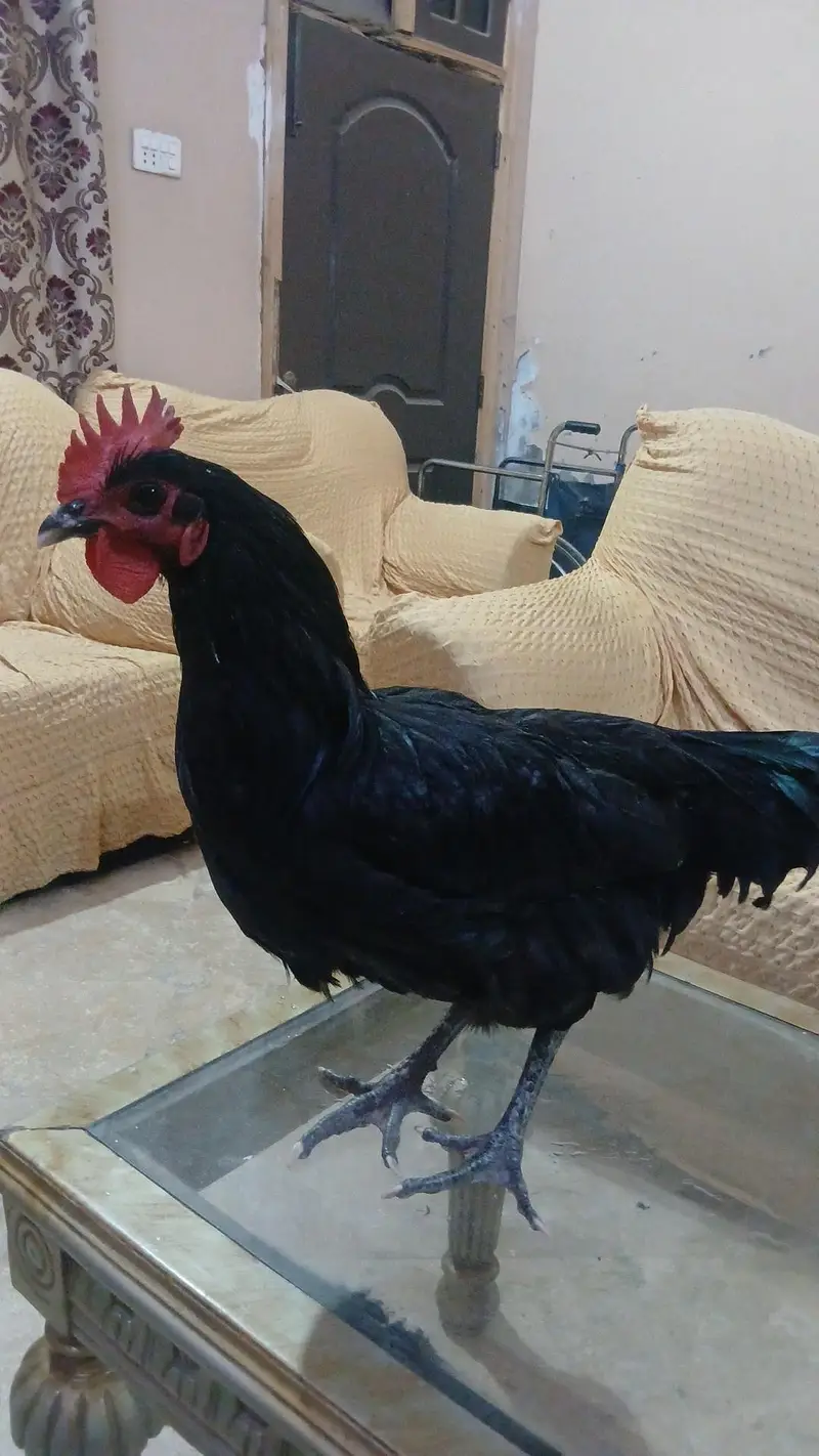 Australorp 1 year male 03007265901 — photo 3