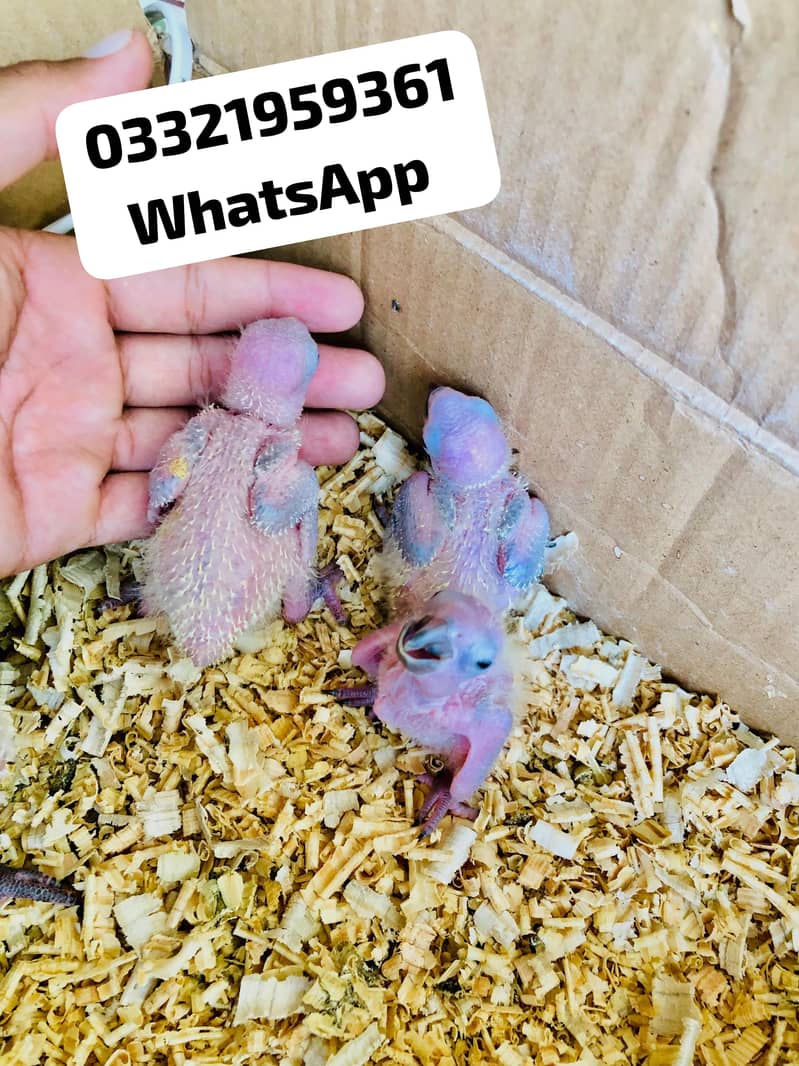 Sunconor red factor Chicks Available 0