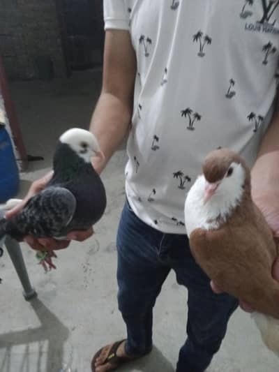 pegion