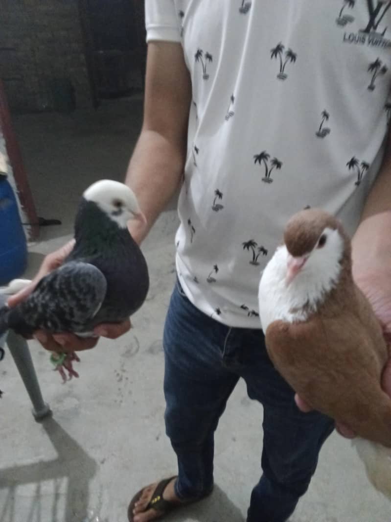pegion 0