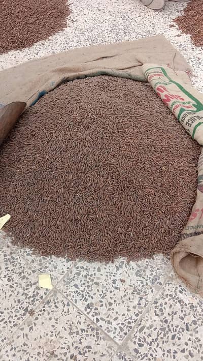 Fresh wazirstani premium chalgoze ( bulk & retail )