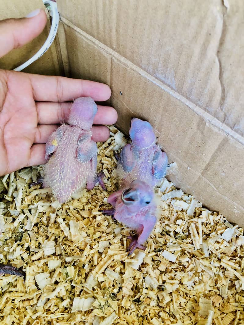 Sunconor red factor Chicks Available 1