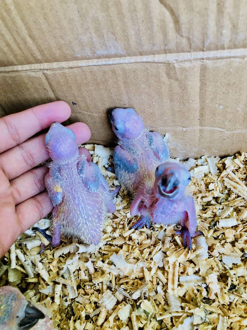 Sunconor red factor Chicks Available 2